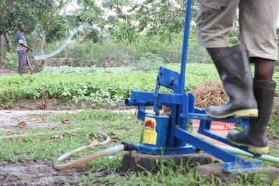Increasing Crop Yields and Incomes for Smallholder Farmers in Africa By Martin Fisher